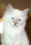Dolly1.jpg (29795 byte)