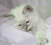 Dolly3.jpg (26900 byte)