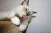 Jerry1.jpg (43819 byte)