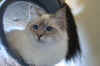 dolly09.jpg (457092 byte)