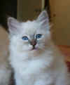 dolly12.jpg (26077 byte)
