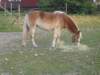 blankahsten05_small.jpg