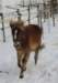 Havanna Trot 