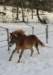 Havanna Trot 
