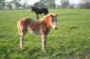 Havanna Trot 