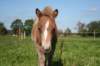 Havanna Trot 
