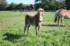 Havanna Trot 