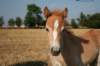 Havanna Trot 
