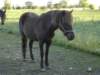 blankasommaren052_small.jpg