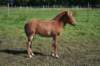 Pixie Trot 