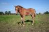 Pixie Trot 