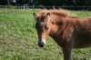 Pixie Trot 