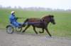 Tanne